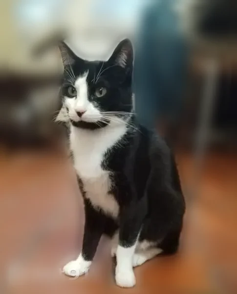 Chat perdu femelle, Rue Émile Zola, 8, Malakoff - petite chatte noire et blanche - photo