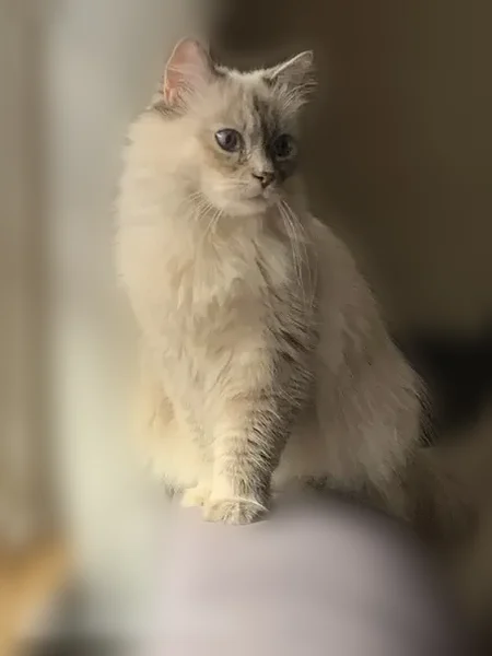 Chat perdu, Rue de Ferrette, 22, Ferrette — femelle stérilisée, sans collier - photo