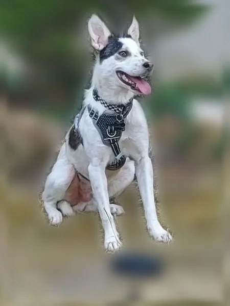 Chien disparu Garçon, Montgeron (fl596969) - photo