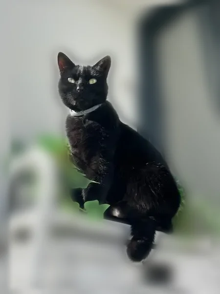 Chat perdu, Rue René Valin, 1, Fontaine-la-Mallet - femelle, stérilisée, collier gris seresto - photo