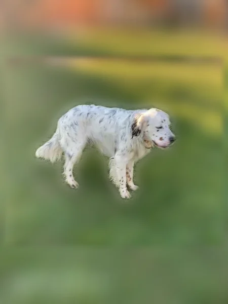 Perdu chien mâle, Chemin du Coural, Labastide-Saint-Pierre, Labastide-Saint-Pierre - setter anglais - photo