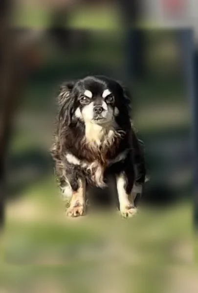 Chien perdu, Rue de l'Oise, 30, Méry-sur-Oise - femelle - photo