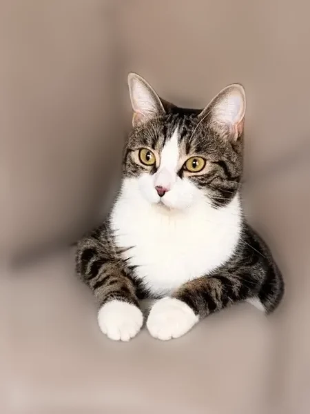 Chat perdu, Boulevard Michel Montaigne, Sarcelles - femelle, tâche sur le nez - photo