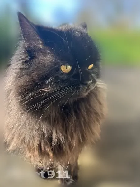 Perdu chat femelle, Rue des Prés, Pléneuf-Val-André, Paris — robe noire, yeux jaunes - photo