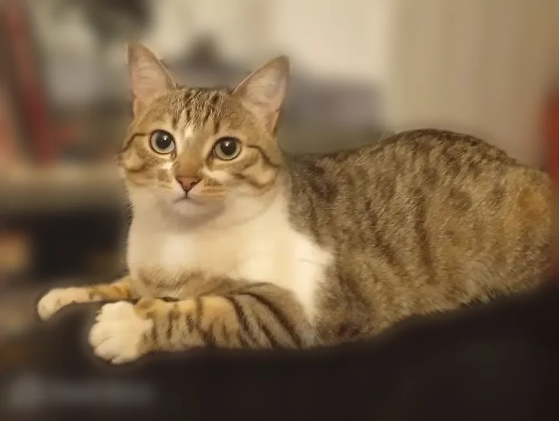 Chat perdu, Rue Marcel Pagnol, 10, Veynes, Lyon - femelle, tigrée - photo