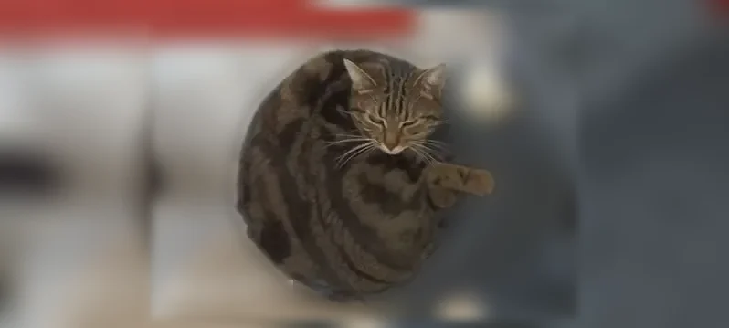 Chat perdu, Rue de la Rivoire, 59, Bourgoin-Jallieu - femelle tigrée, pucée - photo
