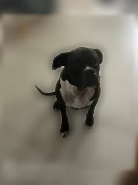 Chien perdu mâle, Le Lion-d'Angers, Nantes - labrador croisé boxer noir - photo