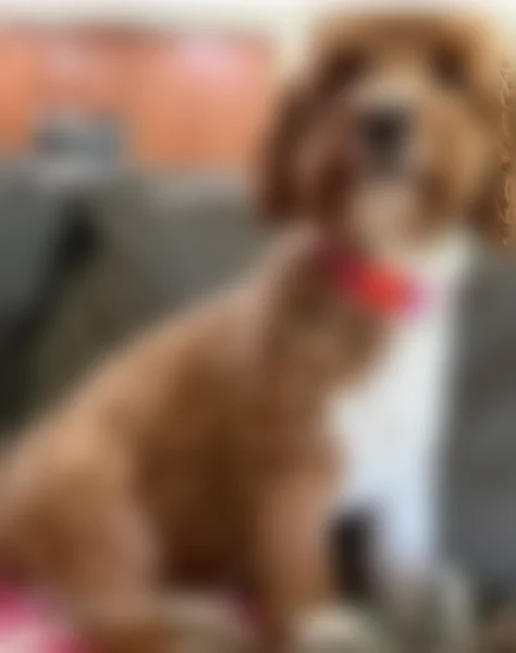 Lost dog, Old Plank Road, 8855, Jacksonville - photo