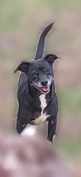 Lost dog, San Jose Boulevard, 9740, Jacksonville - female, black Chiweenie, chipped - photo