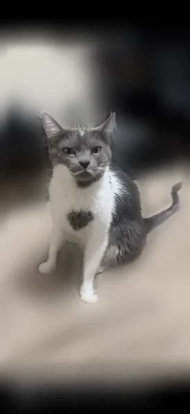 Lost cat, Stanley Street, 3658, Jacksonville - grey and white, heart-shaped mark on chest - photo