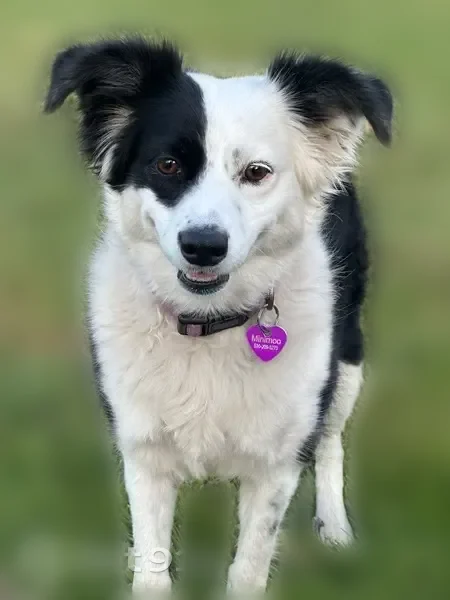 Lost dog, Houghton Avenue, 4920, Corning, Daly City - female Mini black and white Australian Shepherd, no tail - photo