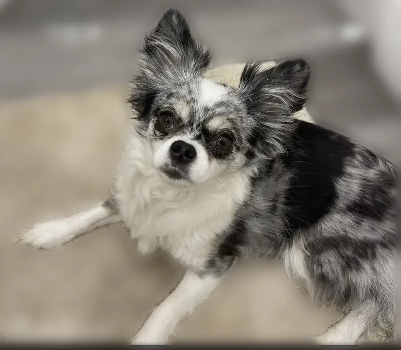 Lost dog, Jewell Road, 37, Dunkirk - female merle long-haired Chihuahua - photo