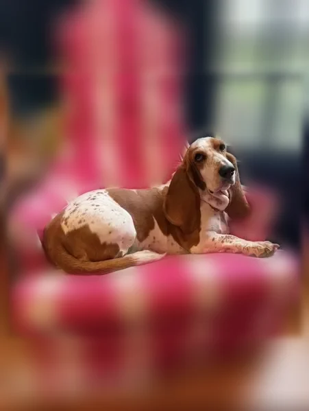 Lost dog, Mersey Lane, 1181, Raleigh — female, red and white Basset Hound - photo