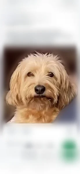 Lost dog, Somers Avenue, 2121, Burlington, Kings Mountain — medium size, strawberry blonde - photo