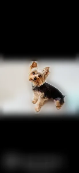 Lost dog, Morningside Drive, 1259, Charlotte — female, very small brown and black yorkie, microchipped - photo