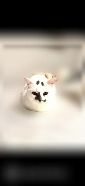 Lost cat, Sun Villa Boulevard, University - female, scared easily - photo