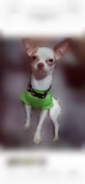 Lost dog, male, West Greenfield Avenue, 10315, West Allis - photo