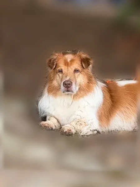 Lost dog, Oliver Hollow Road, 161, Hampton - brown and white with a curled tail - photo