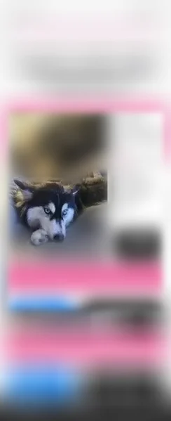 Lost dog, female, Aloha Street, 126, Santa Ana - black and white, very shy and scared - photo