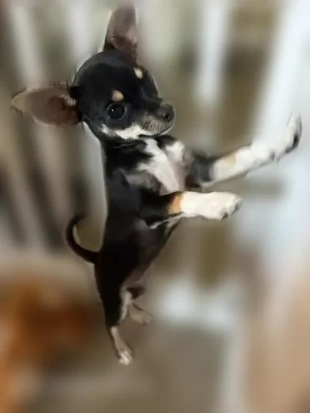Lost dog, Jack Milliard Boulevard, Shelby Charter Township, Utica - female teacup Chihuahua, white paws and chest - photo