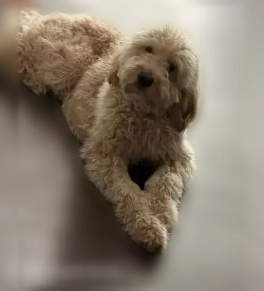 Lost dog, West Riverside Drive, 900, Austin - super fluffy beige male - photo