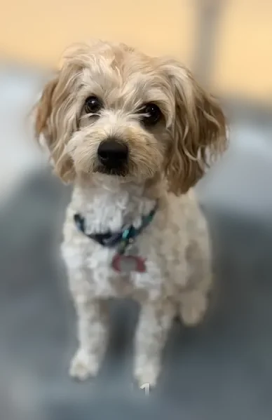 Lost dog, East 49th Street North, 5878, Greenwich - female, short tail - photo