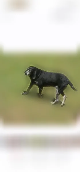 Lost dog, Pate Road, 1888, Juliette, Gray — female, moves slowly, partially deaf - photo