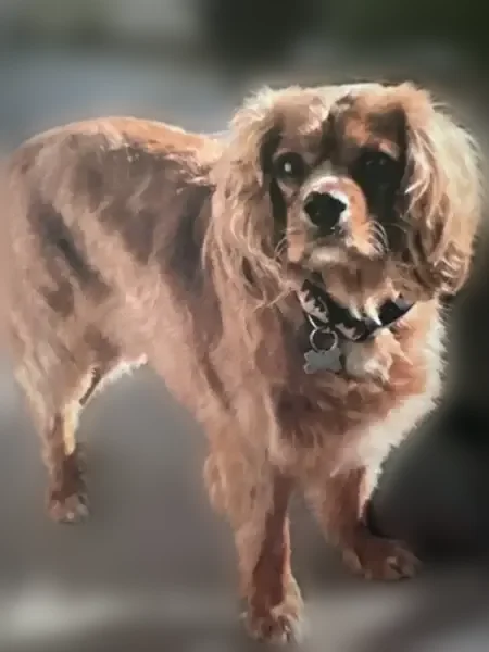 Lost dog, East 56th Street, 1006, Savannah - female Cavalier King Charles Spaniel, ruby-colored, 25 pounds - photo