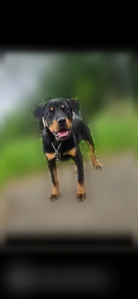 Lost dog, Henry Street, 1016, Margate - female, 8 months, 40 lbs - photo