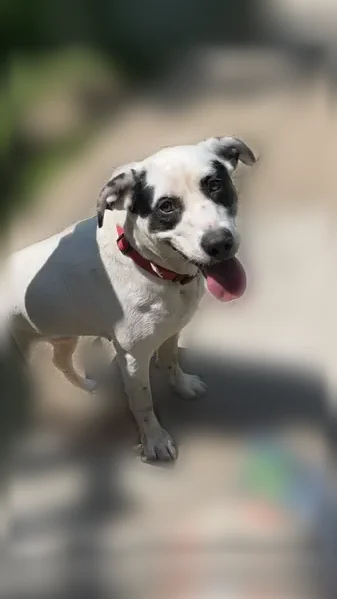 Lost dog, 10th Street, 701, North Chicago - female, black collar - photo