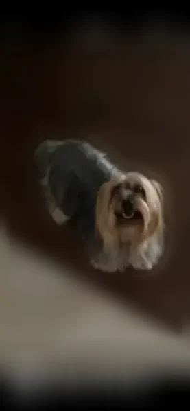 Lost dog, Starlight Drive, Lafayette, Baton Rouge - photo