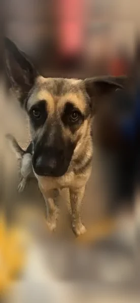 Lost dog, Radford Road, 2928, East Bernstadt, East Bernstadt - female tan German shepherd with a black face - photo