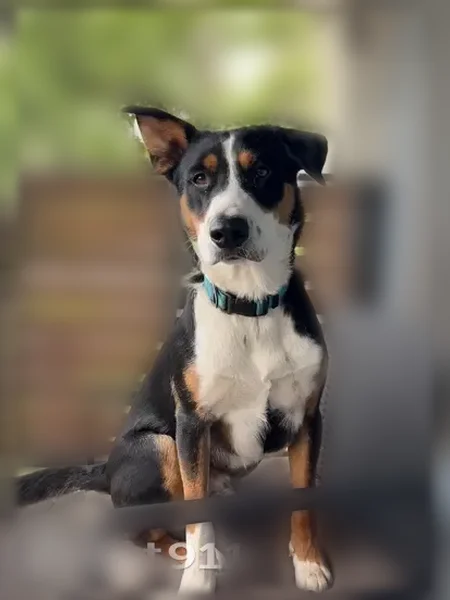 Lost dog, South 89th Avenue East, 5620, Tulsa, Tulsa — black with white snout and chest, blue collar - photo