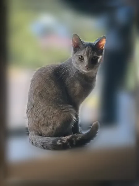 Lost cat, East Holly Road, 10685, Springfield Charter Township, Ortonville - female, small, green eyes - photo
