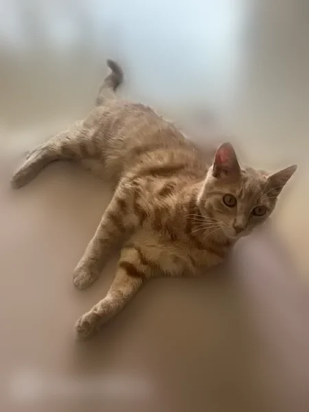 Chat perdu mâle, Mandelieu-la-Napoule — sociable - photo