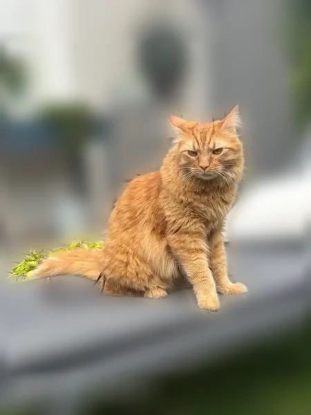 Perdu chat mâle, Allée des Rosiers, 3, Chalon-sur-Saône — tigré roux - photo