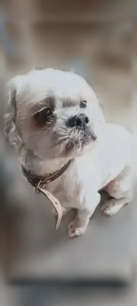 Chien perdu mâle, Rue Nouvelle, 126, Bruay-la-Buissière - blanc, 13 ans - photo