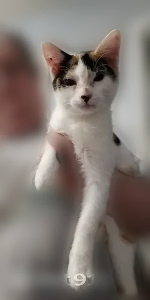 Lost cat, Newtown Road Northeast, 107, Atlanta - cannot meow, mouth breather - photo