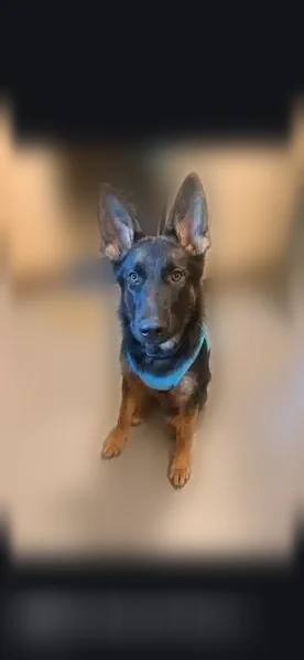 Lost dog, Fairbank Herbert Road, 811, New Salem - male, blue martingale collar - photo