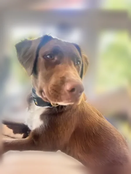 Lost dog, Sparta, New Jersey, Chicago - male, 6 month puppy - photo