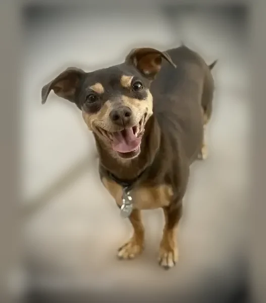 Lost dog, Lancaster, California - female Chihuahua mix - photo