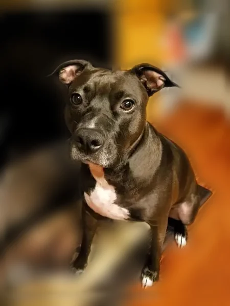 Lost dog, White Oak Trail, 48, Chapel Hill - female, black with white markings - photo