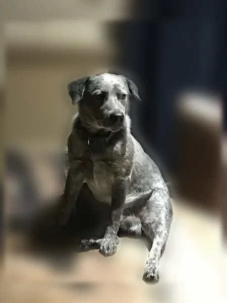 Lost dog, Majestic Oaks Court, 808, Mansfield - male blue heeler - photo