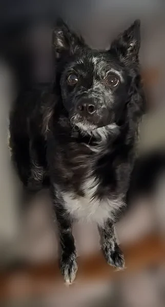 Lost dog, Taliwa Drive, 433, Knoxville - female - photo