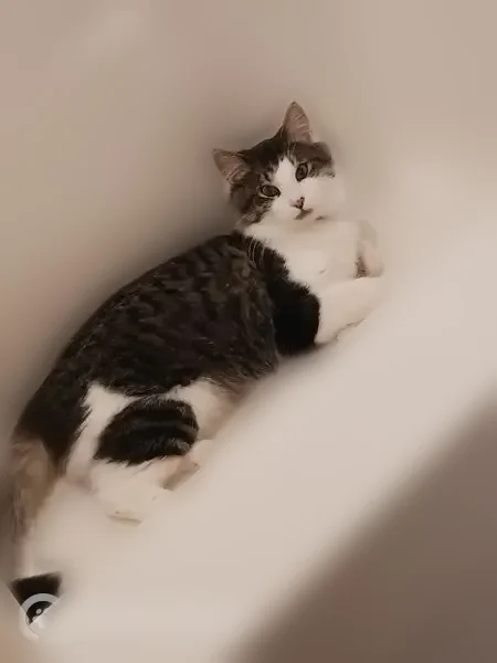 Lost cat female, Devonwood Drive Northeast, 3276, Grand Rapids - black, white and grey - photo