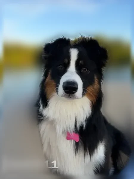 Lost dog, Colonial Shores Drive, Chattanooga - friendly tri-color Aussie - photo