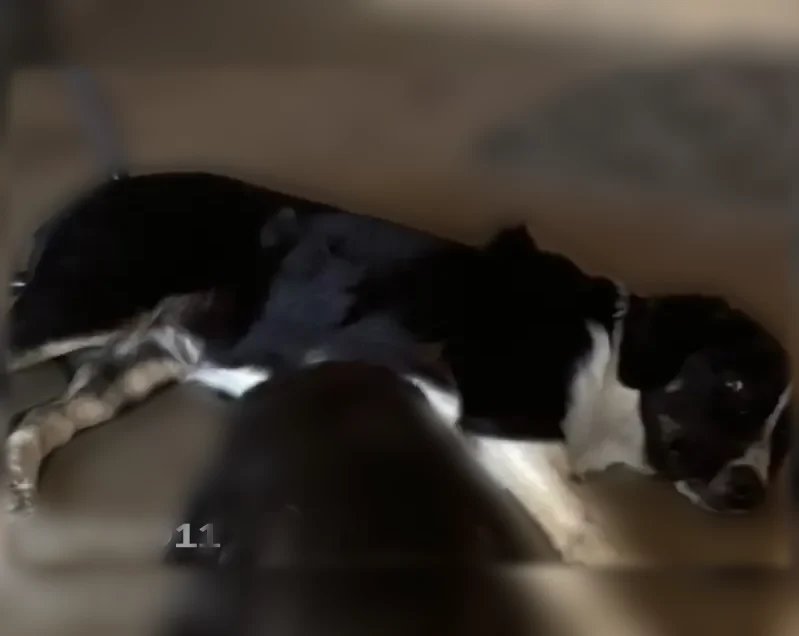 Lost dog, Walker Cemetery Road, Pleasant View, Arlington - female, no tail, mostly black - photo