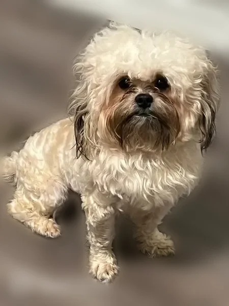 Lost dog, West 19th Street, 644, North Little Rock - blonde male shipoo - photo