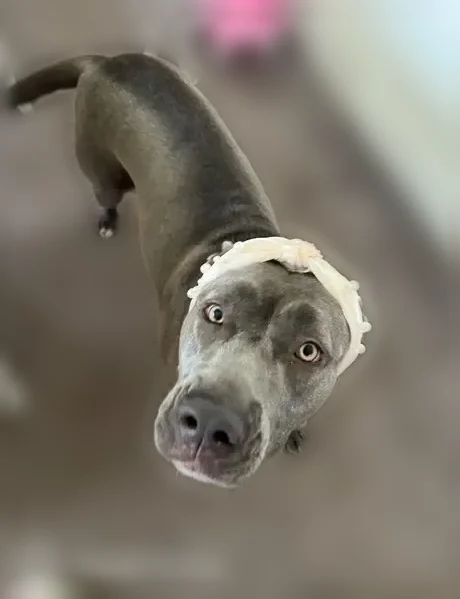 Lost female dog, Huntingdon, Tennessee, Nashville - grey lab/corso - photo
