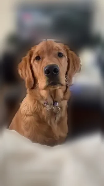 Lost dog, South Drive, 322, Los Angeles — female Golden Retriever with collar - photo